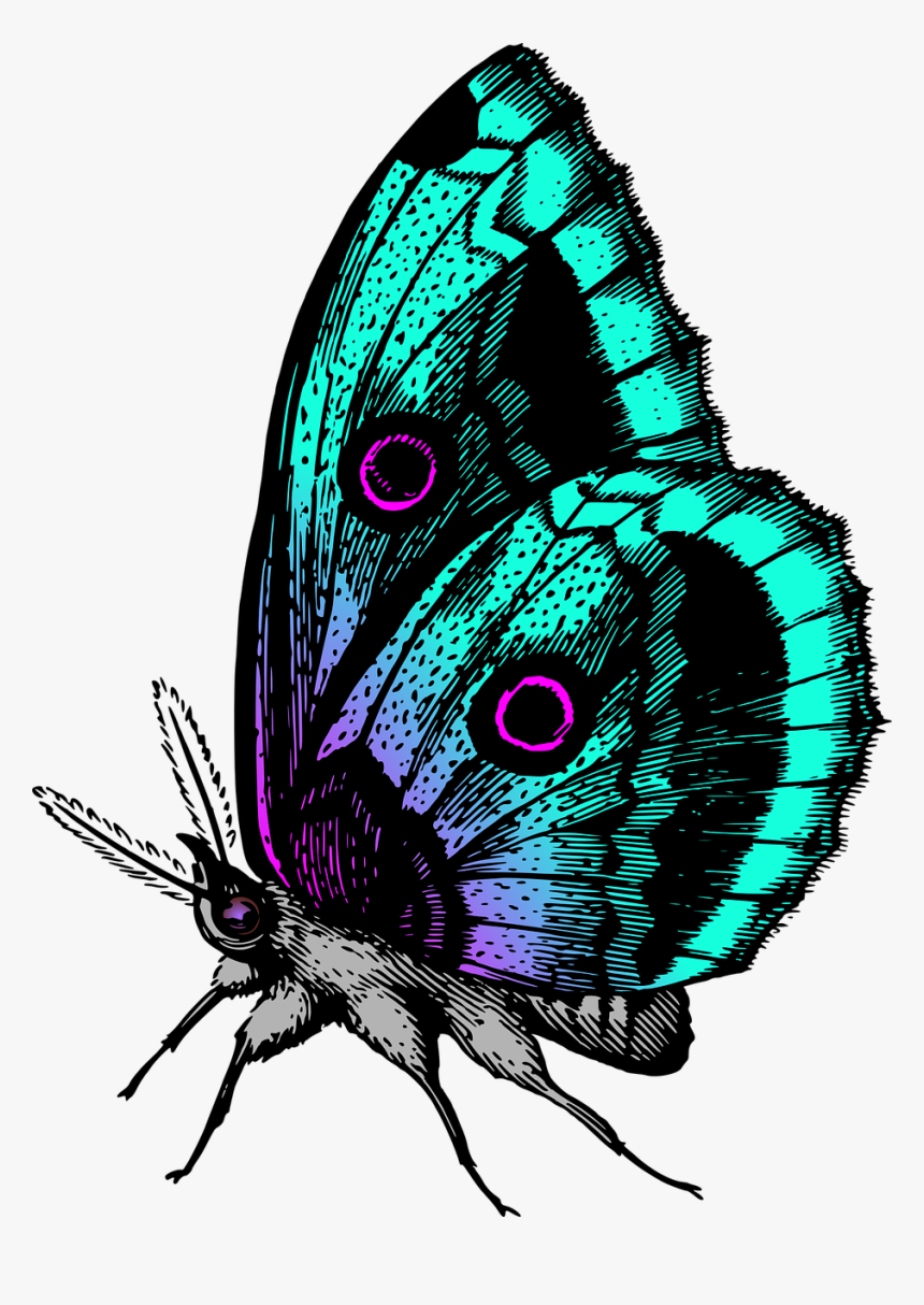Colour Butterfly Images Hd, HD Png Download, Free Download