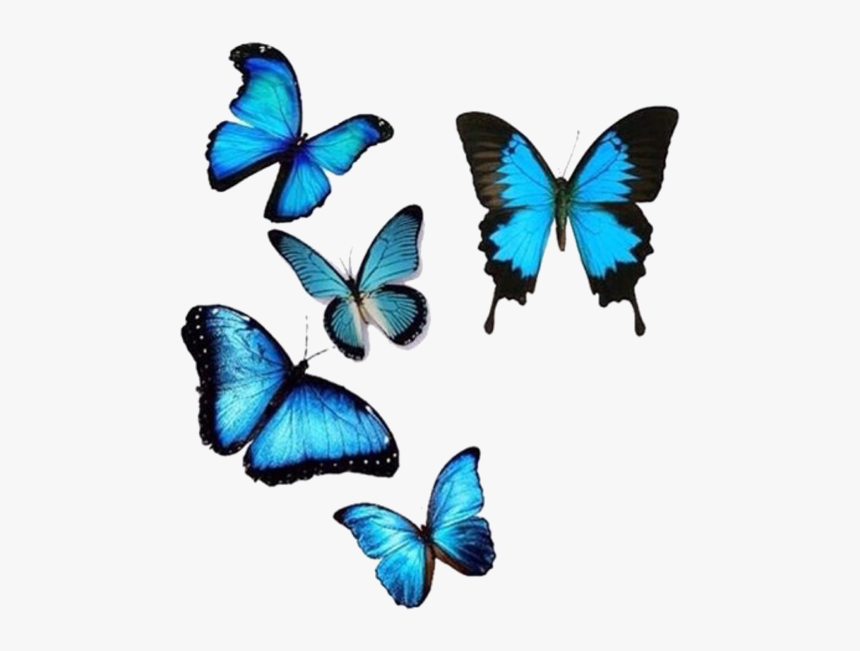 Blue, Butterflies, And Png Image - Butterfly, Transparent Png, Free Download