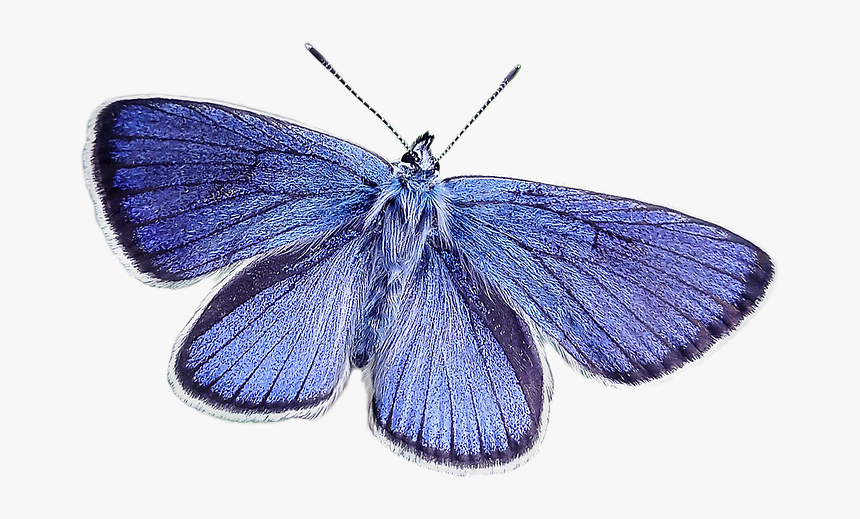 Butterfly, Blue, Nature, Blue Wing - Color Scheme, HD Png Download, Free Download