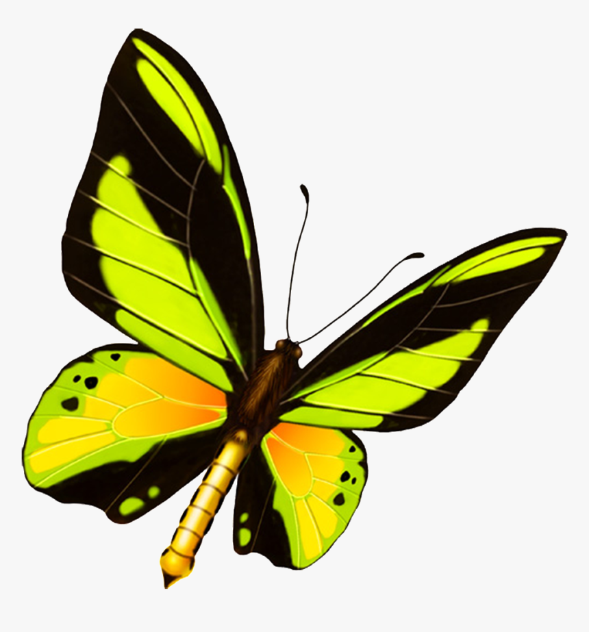 Hd Beautiful Colorful Butterfly Png - Kelebek Boyama Renkli, Transparent Png, Free Download