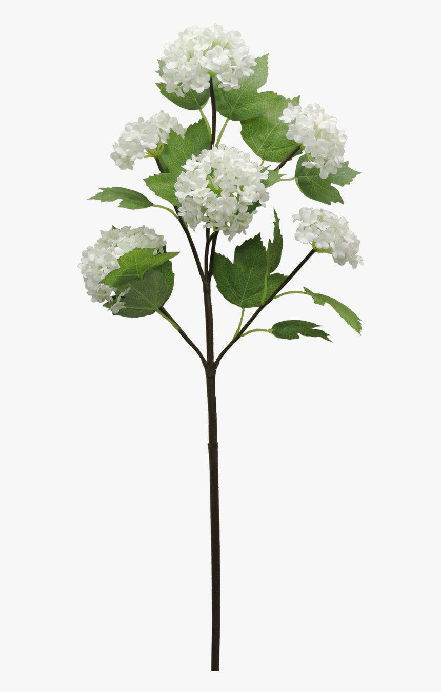 25 - Hydrangea Serrata, HD Png Download, Free Download