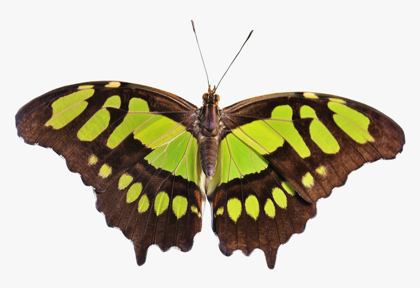 Swallowtail-butterfly - Butterfly Png, Transparent Png, Free Download