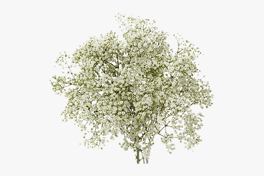 Baby Breath Flower Png, Transparent Png, Free Download