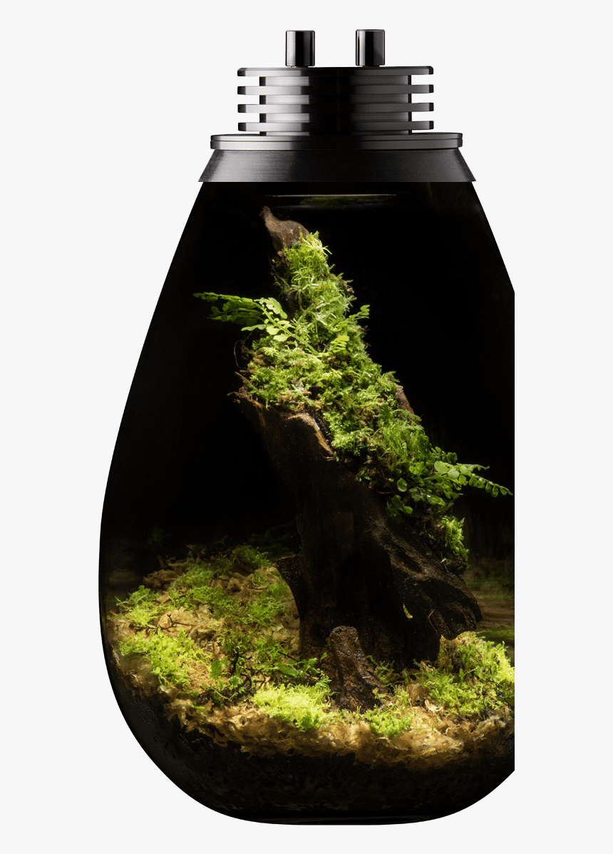 Moss Terrarium Led Light, HD Png Download, Free Download