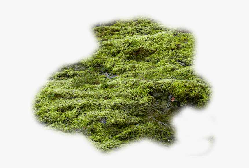 Moss Png, Transparent Png, Free Download