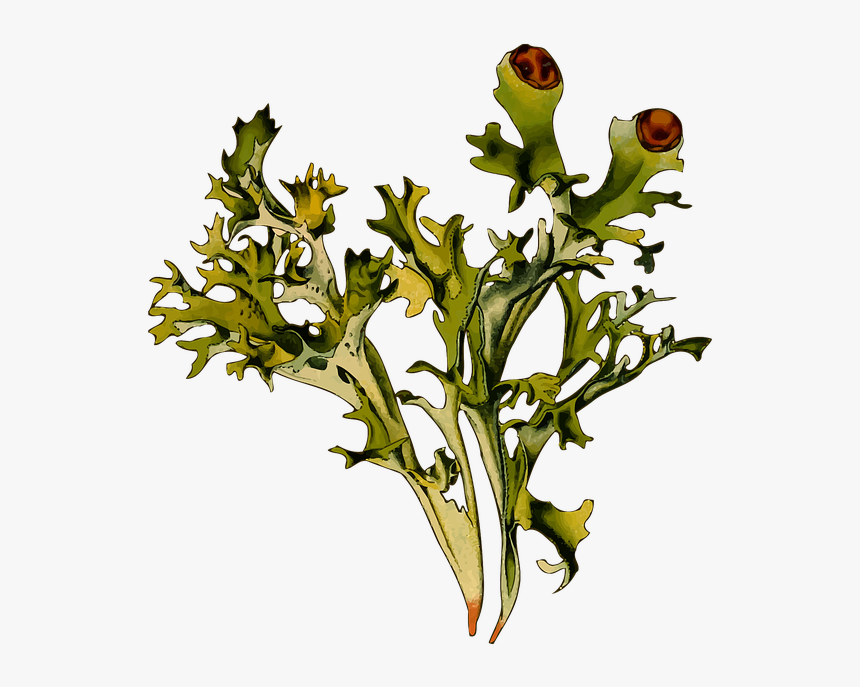 Herbal, Iceland Moss, Lichen, Medicinal, Medicine, - Iceland Moss Png, Transparent Png, Free Download