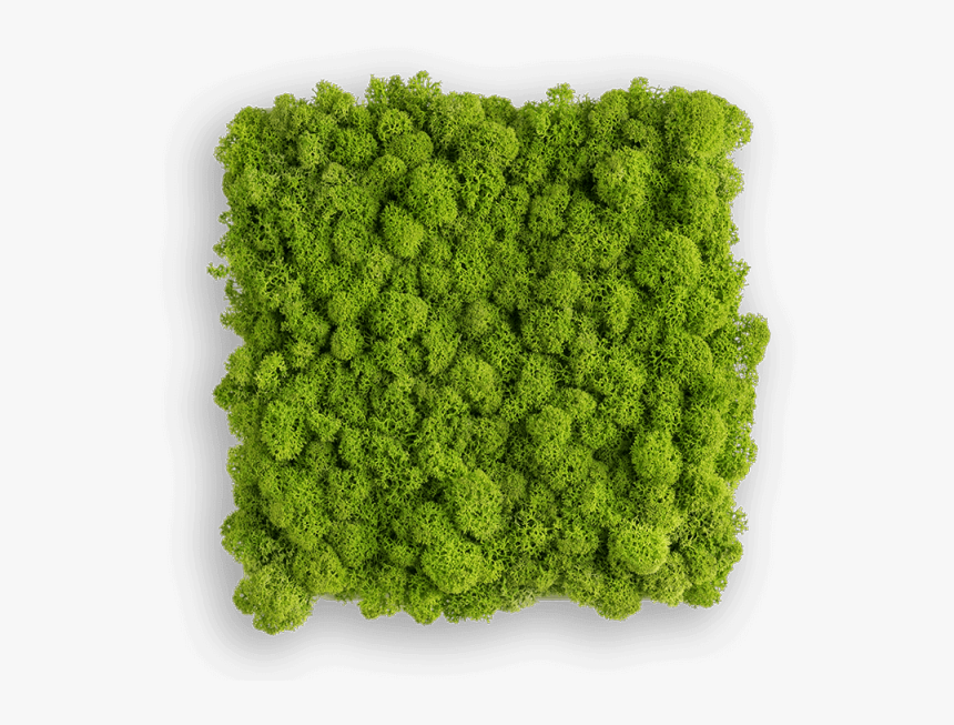 Reindeer Moss Picture - Moss, HD Png Download, Free Download