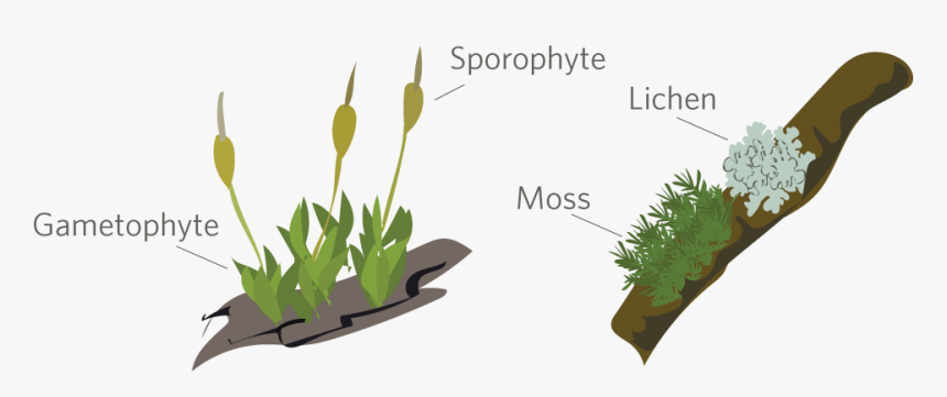 Moss Bryophytes Png, Transparent Png, Free Download