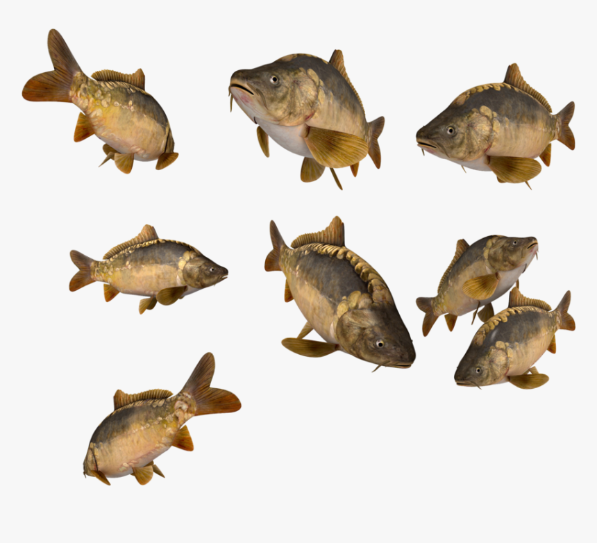 Download Free Fish Png Transparent Images Transparent - Fish, Png Download, Free Download