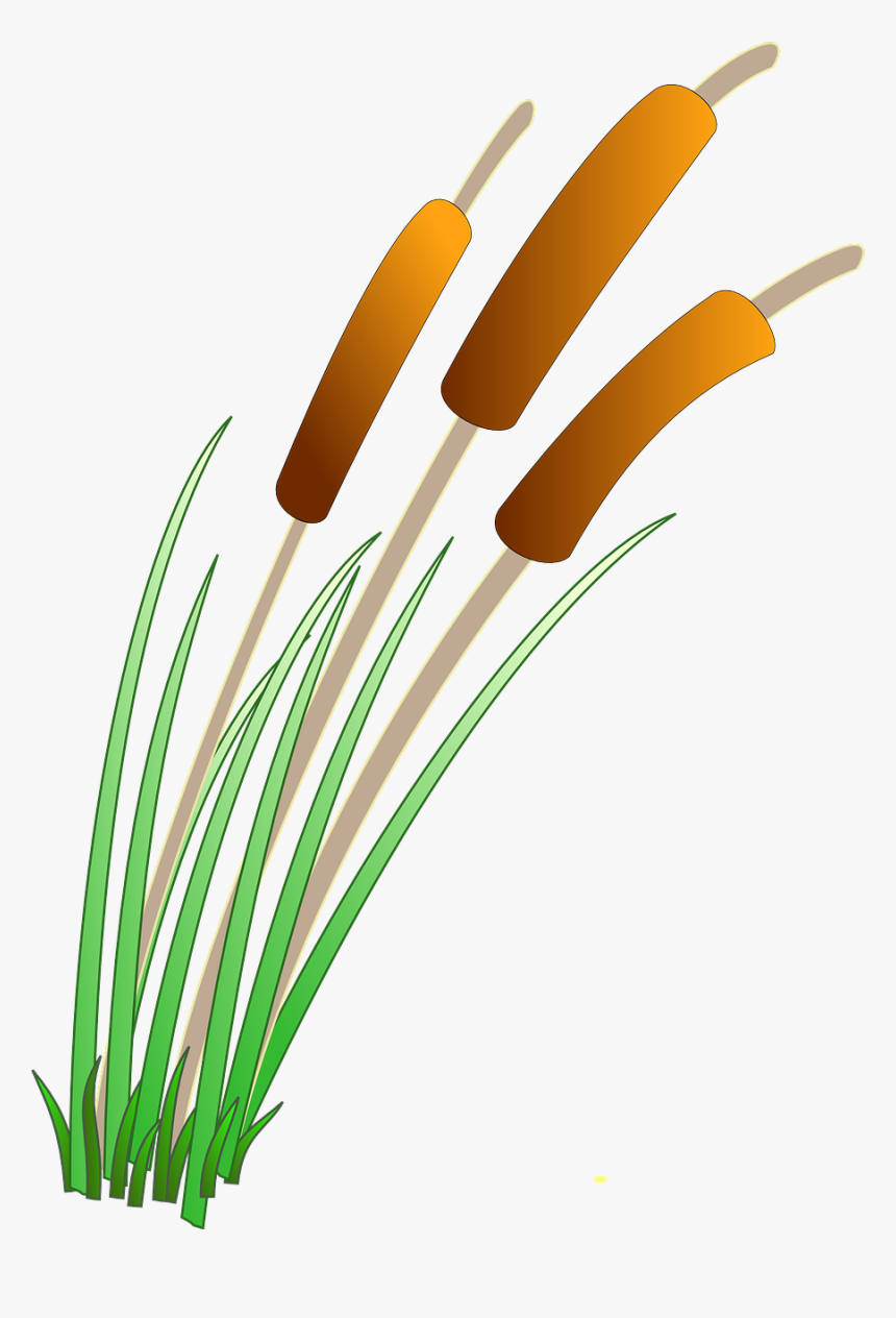 Reeds Clipart, HD Png Download, Free Download