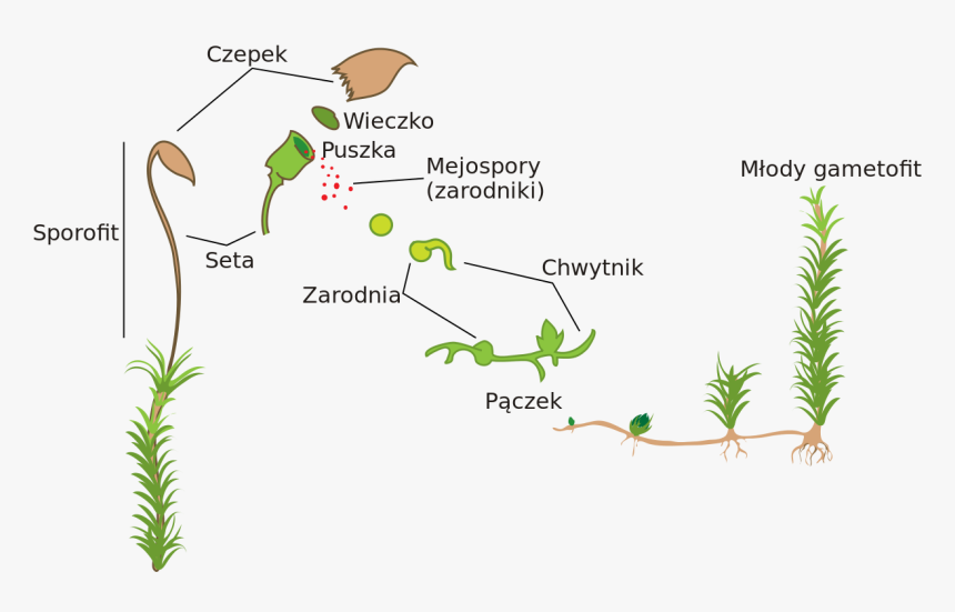 Plant Life Cycle No Background, HD Png Download, Free Download