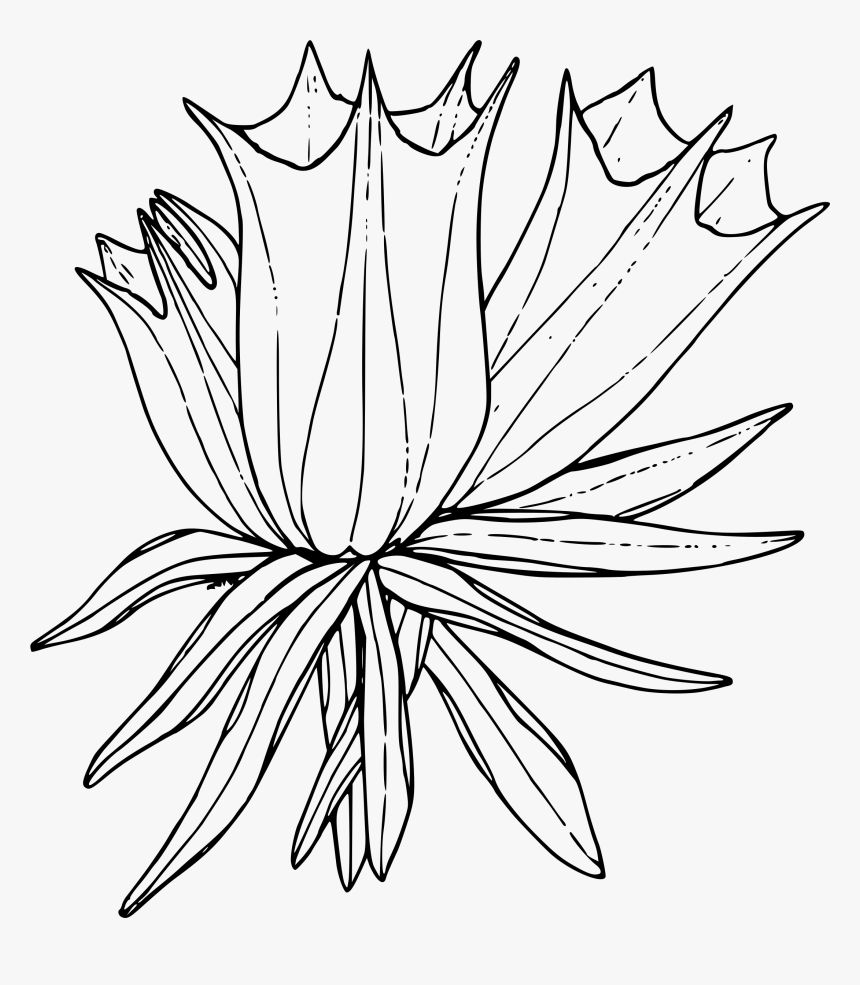 Arctic Flower Cliparts - Transparent Background Flower Sketch Png, Png Download, Free Download