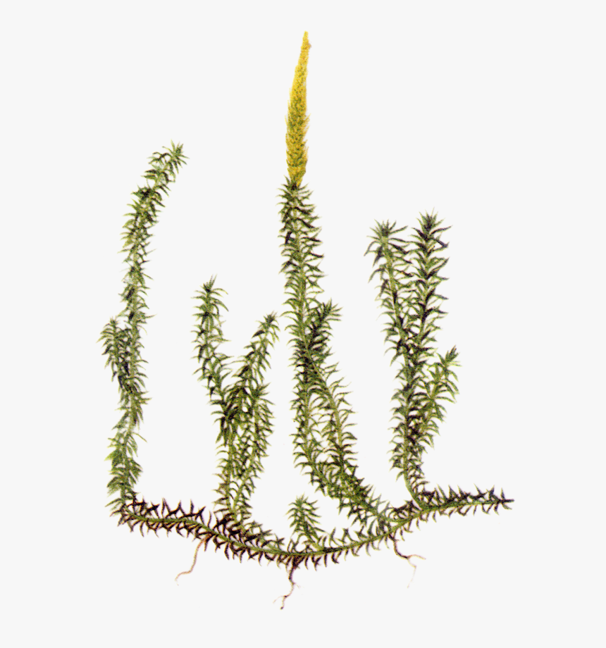 Common Club Moss, HD Png Download, Free Download