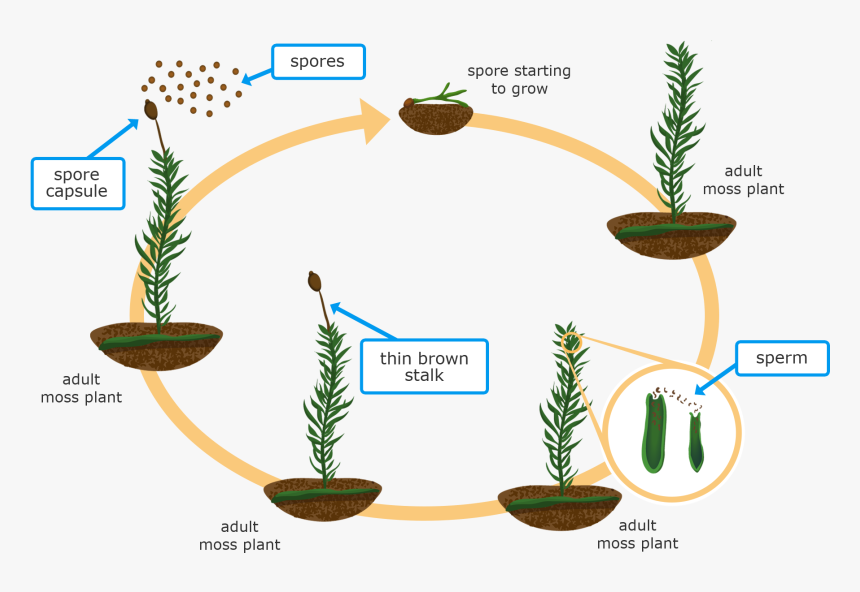 Life Cycle Of A Flower 4th Grade, HD Png Download, Free Download