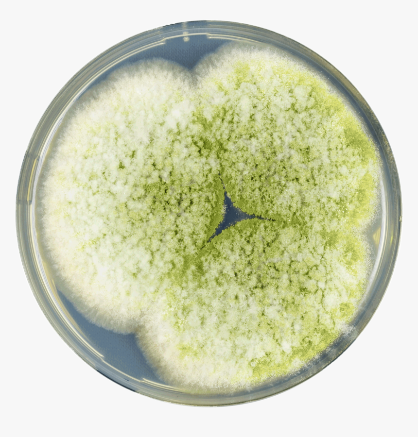 Transparent Yellow Grass Png - Gambar Aspergillus Parasiticus, Png Download, Free Download