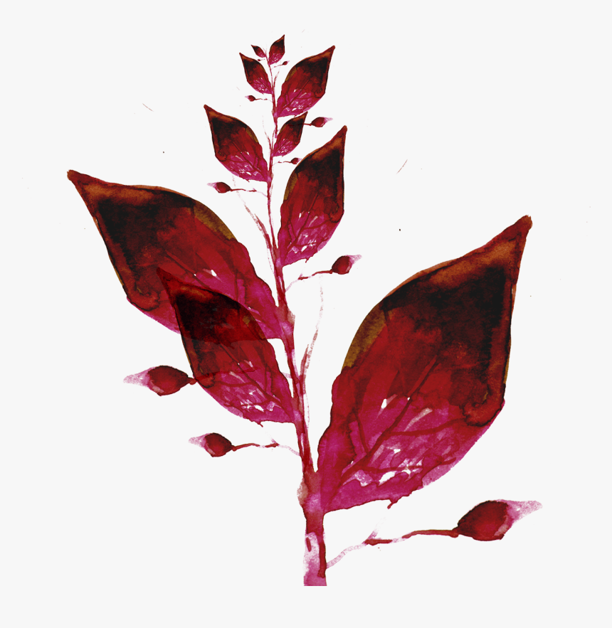 Leaf Ink Color Wallpaper - Maroon Flower Watercolor Png, Transparent Png, Free Download