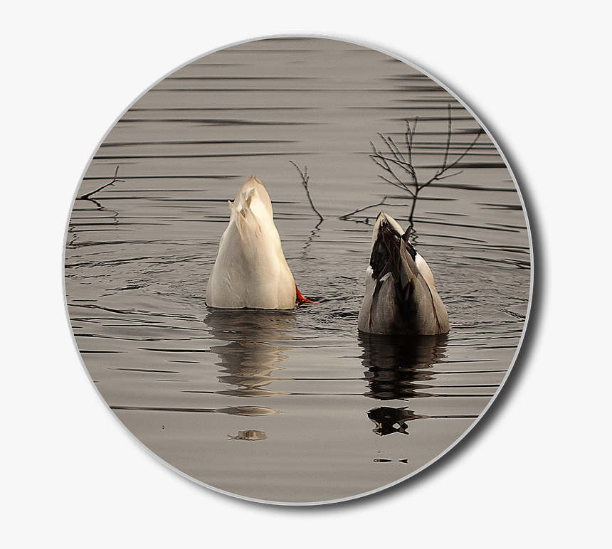 Ducks, Png, Diving, Water, Lake, Water Bird, Animal - Canvasback Duck, Transparent Png, Free Download