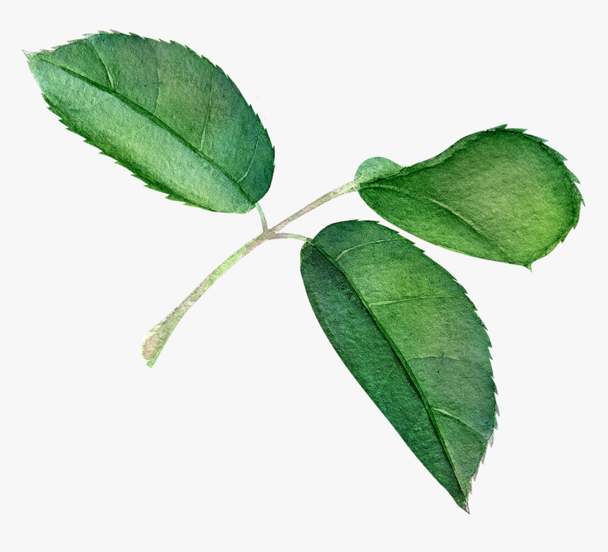 Transparent Rose Leaf Png, Png Download, Free Download