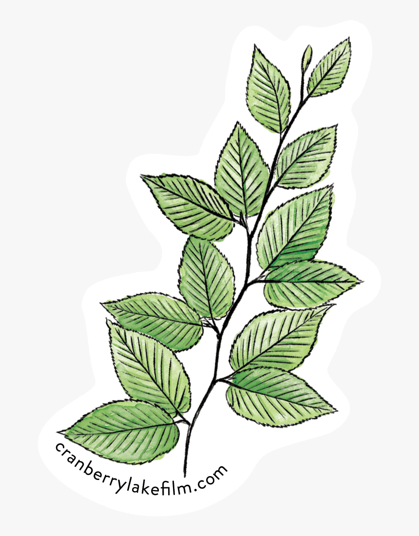 Cranberrylake Sticker Birch - Plant Stem, HD Png Download, Free Download