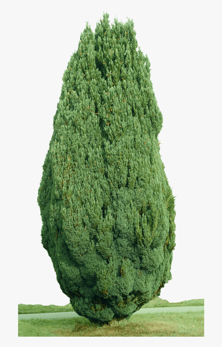 Cypress Tree - Cypress Tree Transparent Background, HD Png Download, Free Download