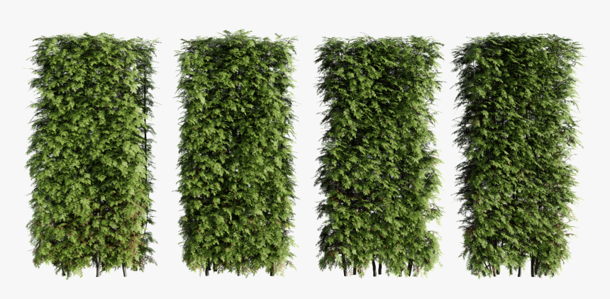 Hedge, HD Png Download, Free Download