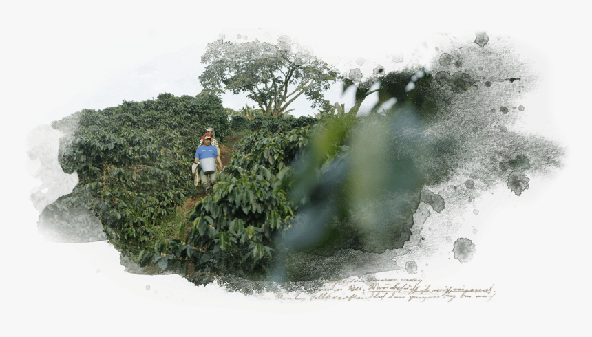 Discover Superbia Through The - Tree, HD Png Download, Free Download