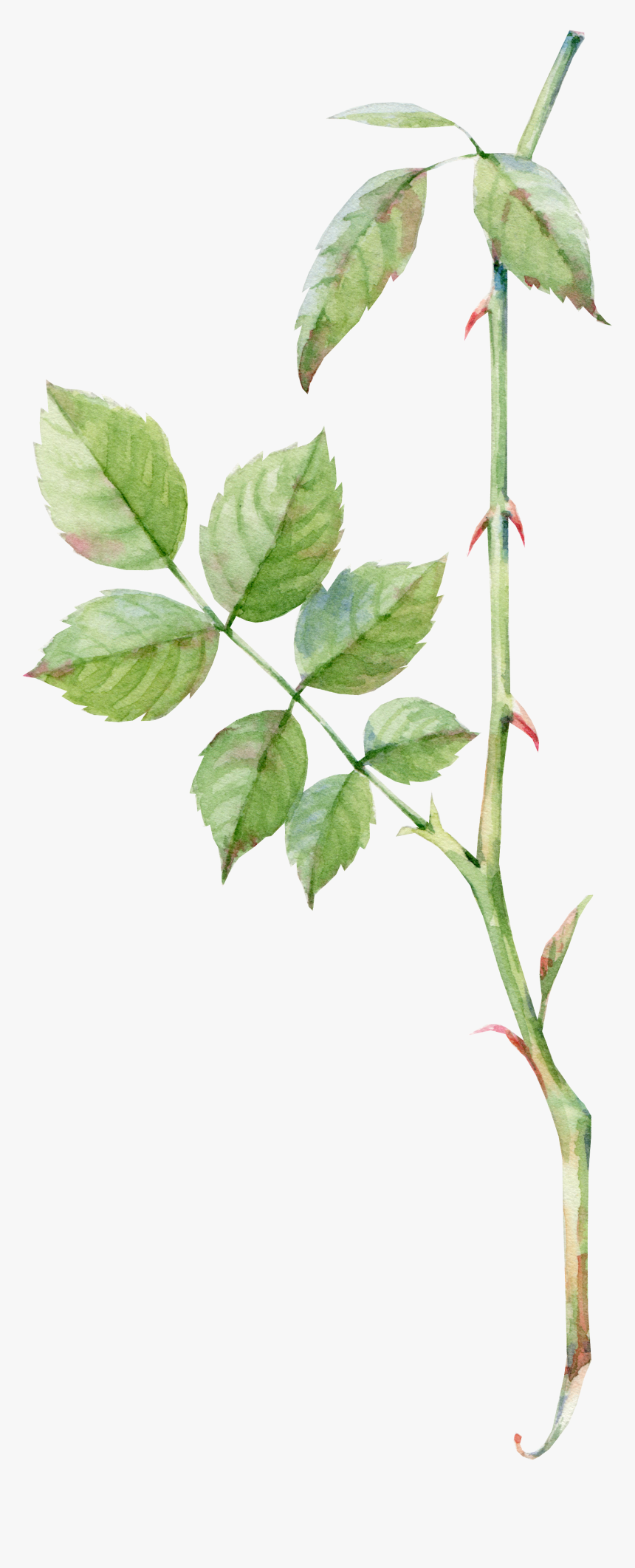 Watercolor Greenery Png - Rose Leaf Image Png, Transparent Png, Free Download