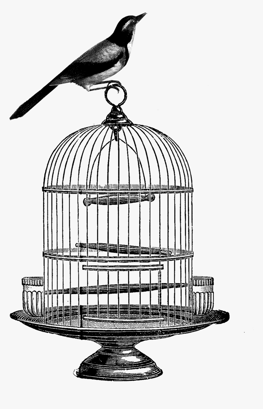 Vector Transparent Birdcage Clip Art - Vintage Bird Cage Drawing, HD Png Download, Free Download