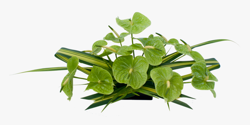 Green Anthurium Hawaiian Flowers Previous Next Clipart - Flower, HD Png Download, Free Download