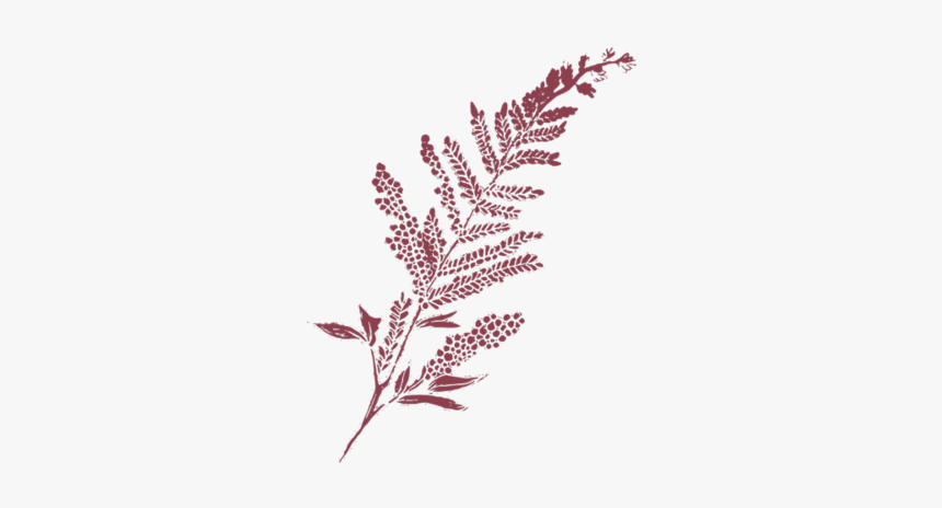 Film And Foliage Fern Maroon Left - Pine, HD Png Download, Free Download