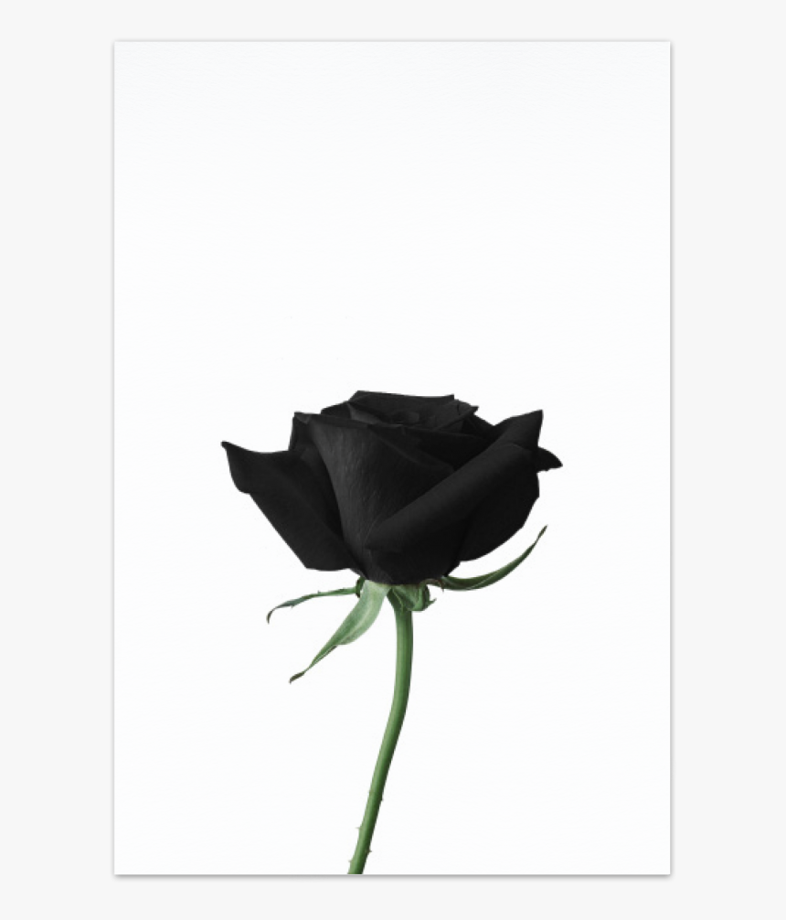 Black Rose Art Card - Rose Images High Resolution, HD Png Download, Free Download