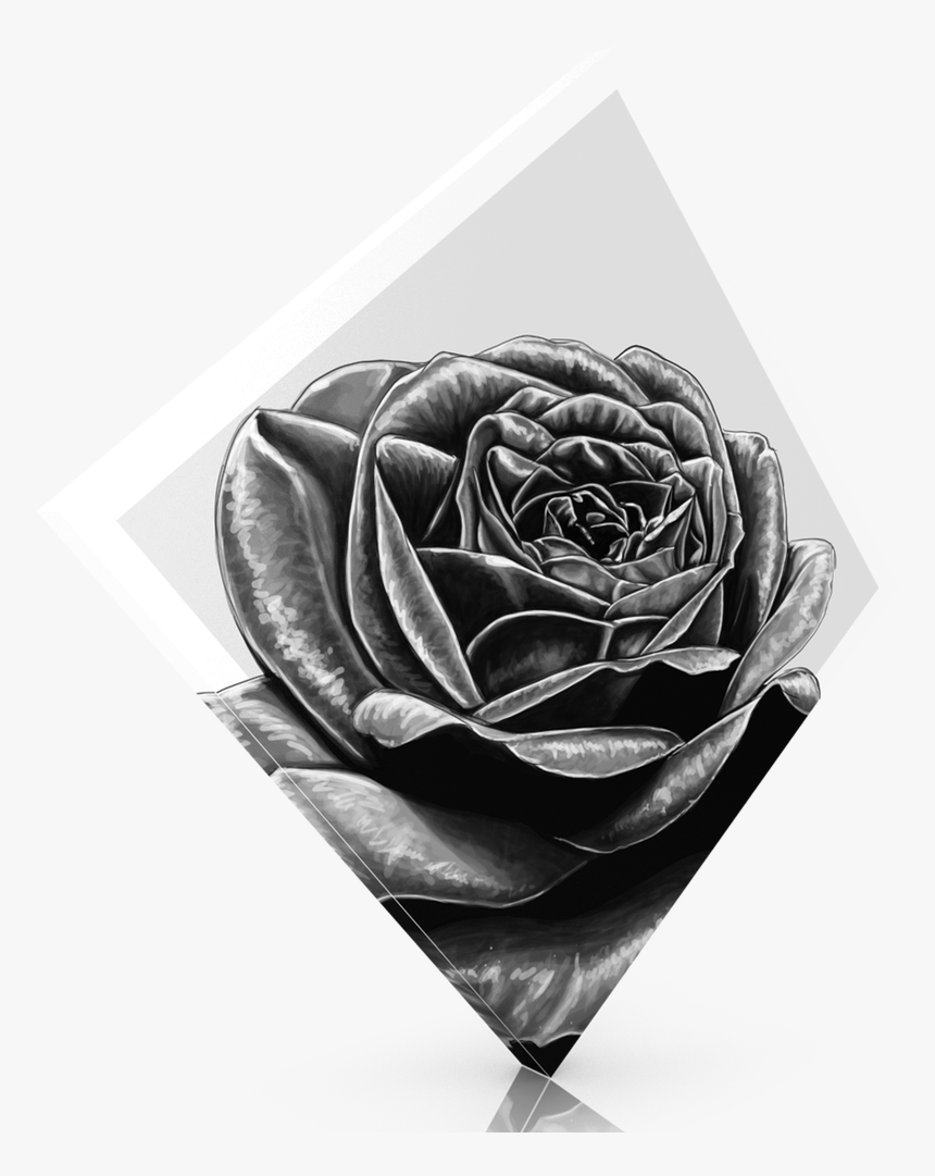 Black Rose - Garden Roses, HD Png Download, Free Download