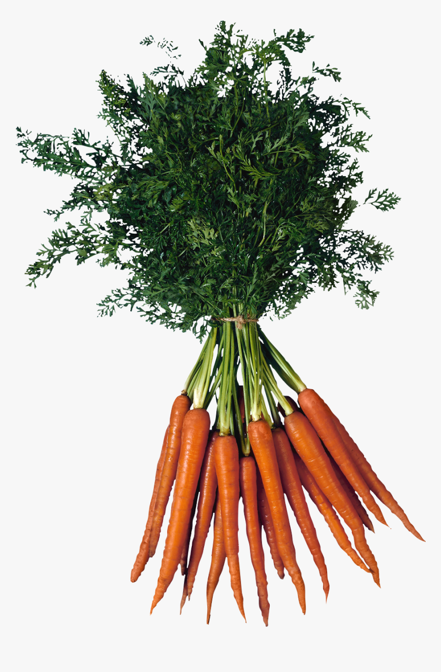 Carrot Png Image - Bunch Of Carrots Png, Transparent Png, Free Download