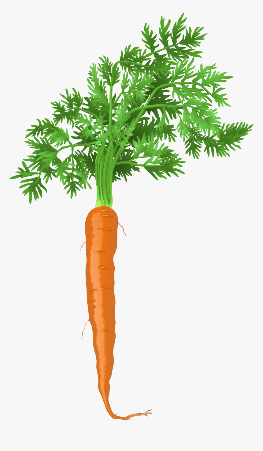Roots Clipart Transparent Background - Png Carrot Transparent Carrot, Png Download, Free Download
