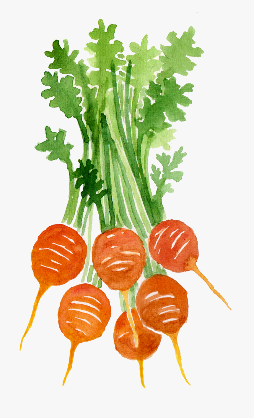 Carrot, HD Png Download, Free Download