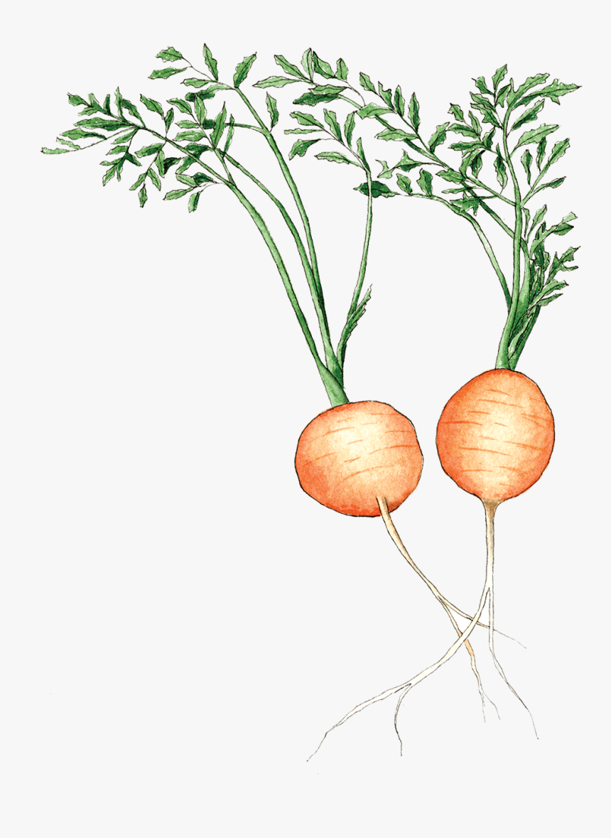 Illustration By Helen Krayenhoff - Lepidium Meyenii, HD Png Download, Free Download