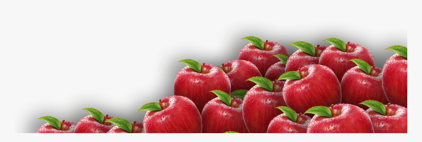 Apple Fruit Png - Apples Png, Transparent Png, Free Download