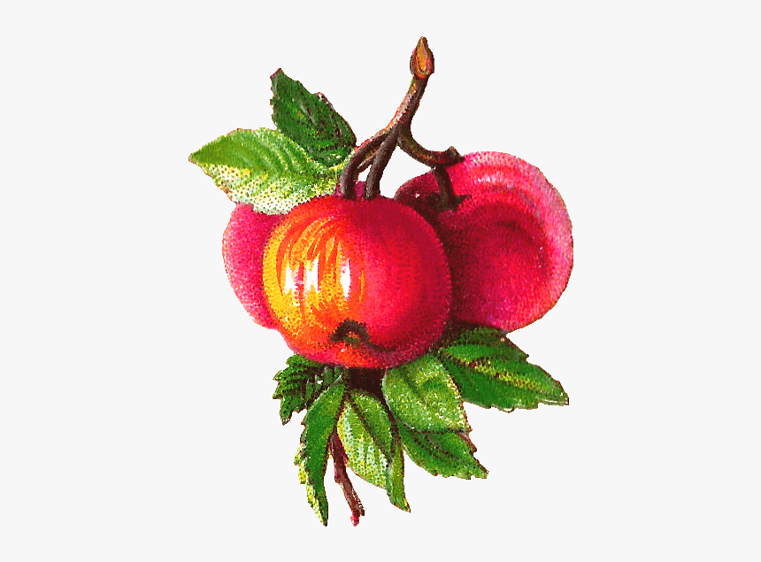 Apples Branch Victorian Vintage - Apples On A Branch Png, Transparent Png, Free Download