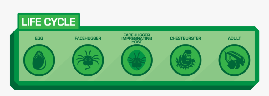 Lifecycle - Aliens Xenomorph Life Cycle, HD Png Download, Free Download