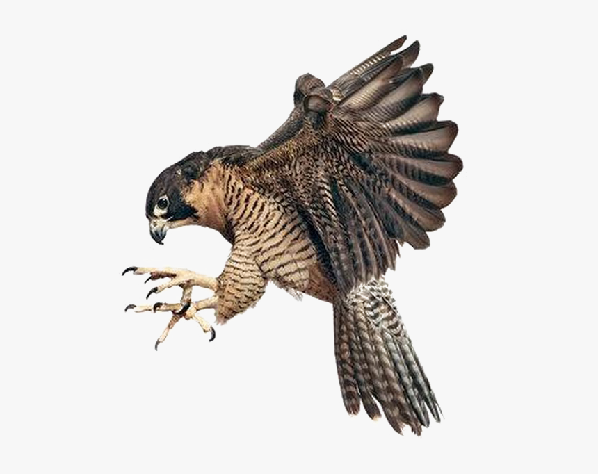 Falcon Png Image Background - Peregrine Falcon Claws Out, Transparent Png, Free Download