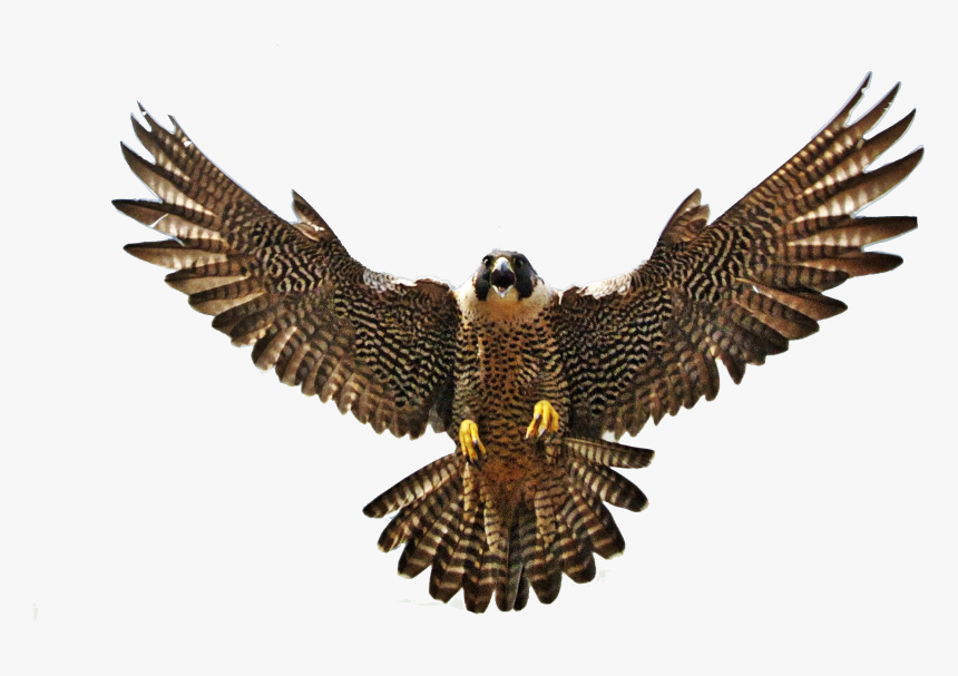Falcon With Spread Wings, HD Png Download, Free Download