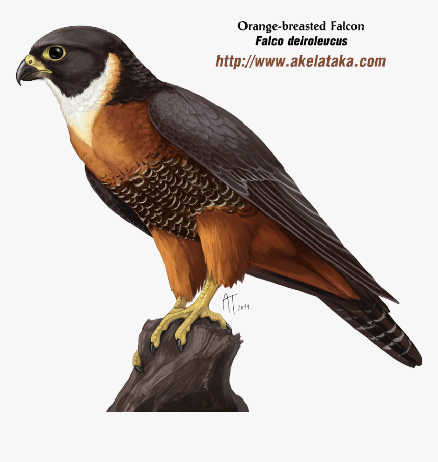 Falcon Png Photos - Falcon Png, Transparent Png, Free Download