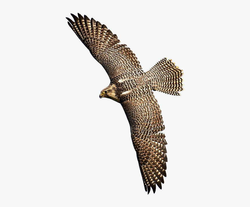 Falcon Png Picture - Wild Bird Png, Transparent Png, Free Download