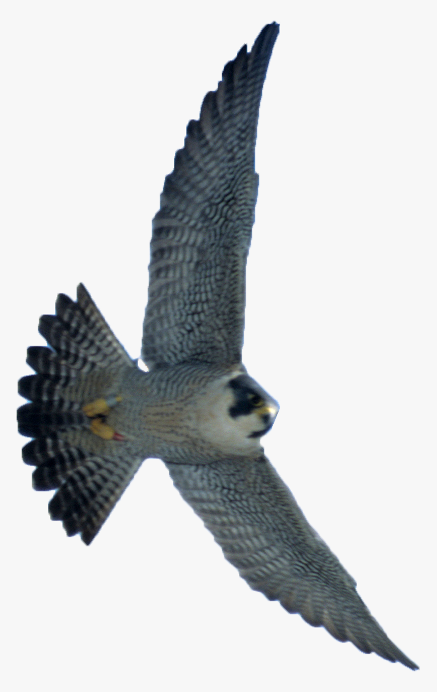 Transparent Peregrine Falcon Png - Transparent Falcon Png, Png Download, Free Download