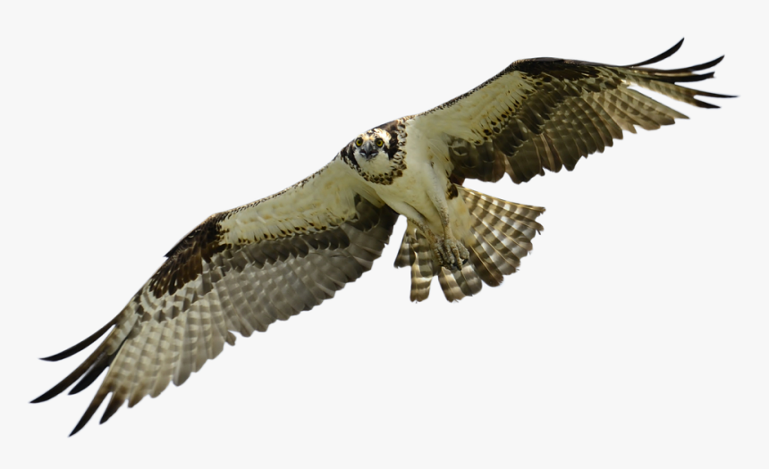 Bird, Falcon, Hawk, Animal, Sky, Nature, Falconry - Seahawk Bird, HD Png Download, Free Download