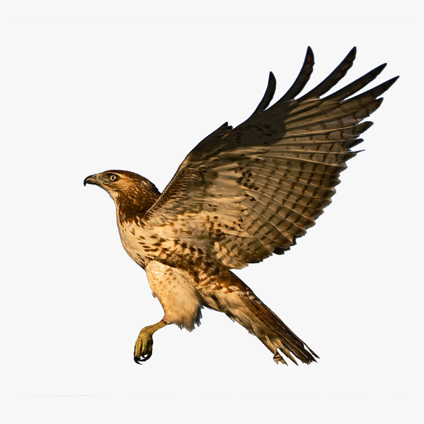 Red Tailed Hawk Clipart Falcon - Red Tailed Hawk Clipart, HD Png Download, Free Download