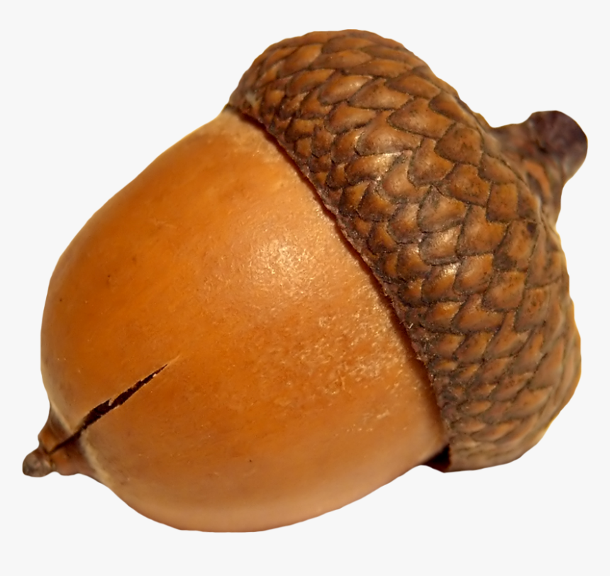 Acorn Png Image - Transparent Acorn Png, Png Download, Free Download