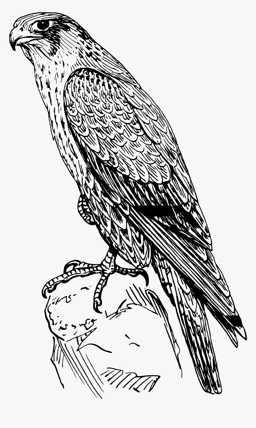 Falcon Clipart Peregrine Falcon - Peregrine Falcon Black And White, HD Png Download, Free Download