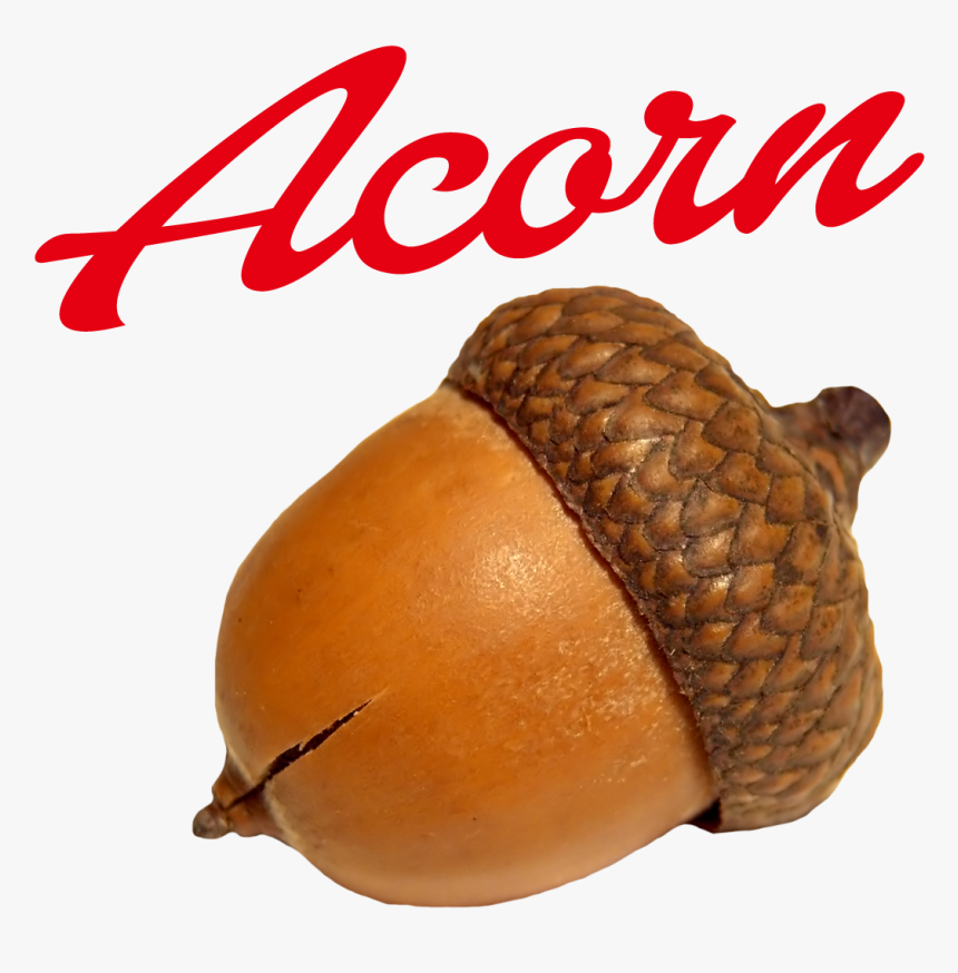 Acorn Png Image - Oak Nut, Transparent Png, Free Download