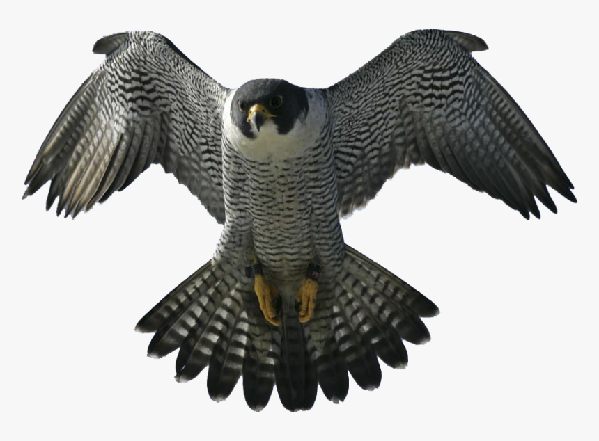 Peregrine Falcon Cool, HD Png Download, Free Download